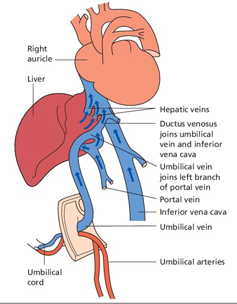 Liver Vein Anatomy
