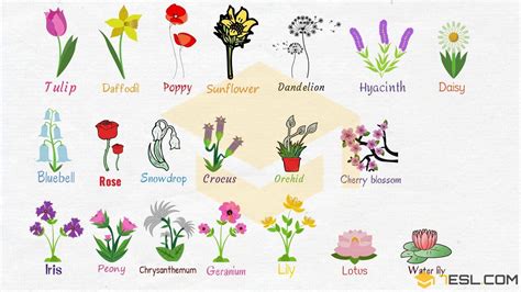 Different Flower Names And Pictures Beautiful Insanity