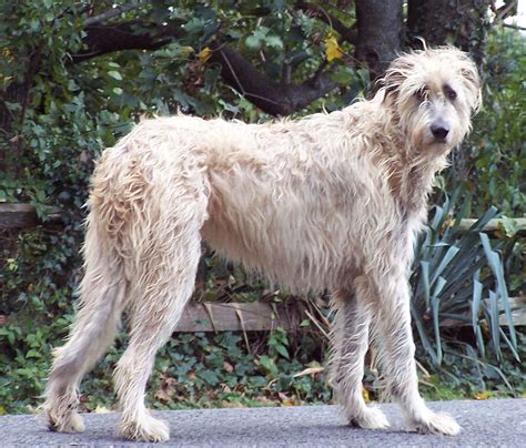 Irish Wolfhound Irish Wolfhound Wolfhound Irish Wolfhound Dogs