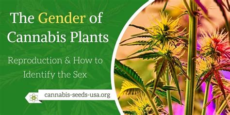 The Gender Of Cannabis Plants And Reproduction How To Identify The Sex