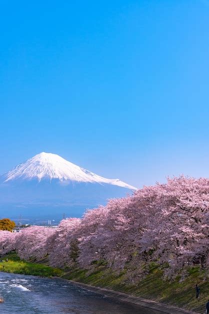Premium Photo Mount Fuji Mt Fuji With Row Of Cherry Blossoms Trees