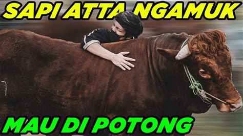 erek erek potong sapi