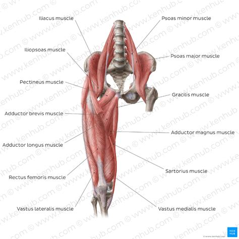 Hip Adductors Anatomy Innervation Supply Function Kenhub Fascia