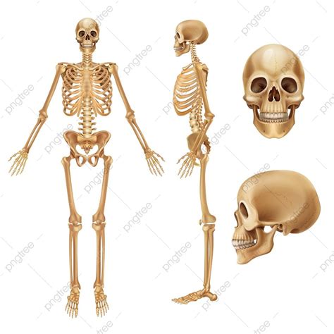 Human Skeleton Realistic Front View Image And Joints Png And Vector