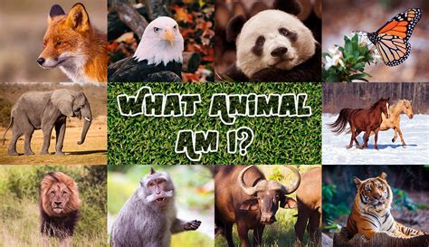 Top 174 Personality Test Using Animals