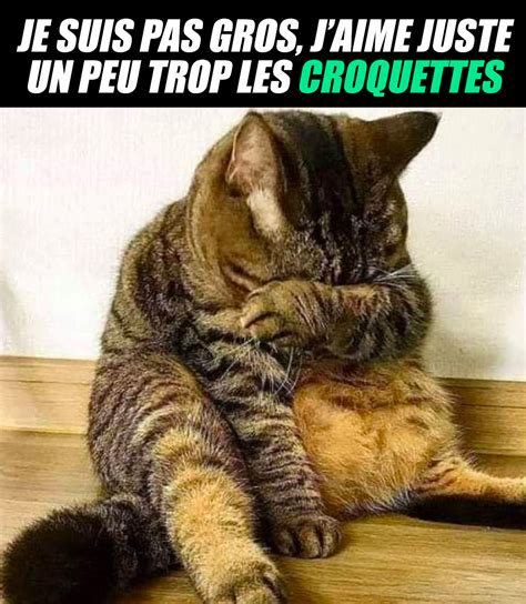 Je Suis Pas Gros Blague Animaux Chat Marrant Image Drole Animaux