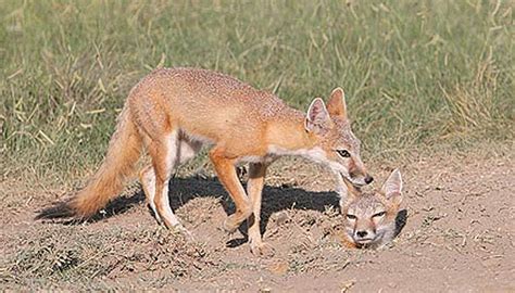 Swift Fox Nighttime Prairie Hunter Animal Pictures And Facts