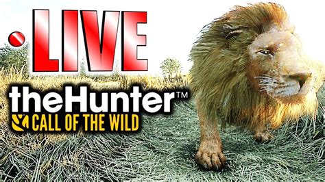 More Lion Hunting Grinding For Rares Live Youtube