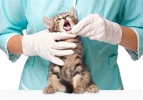 Marketing For Veterinary Clinics 5 Efficient Strategies