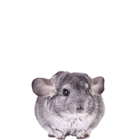 How Can You Tell If A Chinchilla Is Pregnant