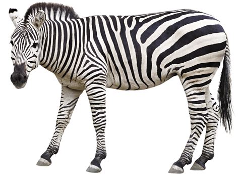 Zebra Animal Mane Free Image On Pixabay
