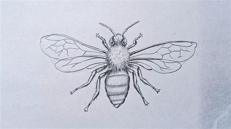 Queen Bee Scientific Drawing