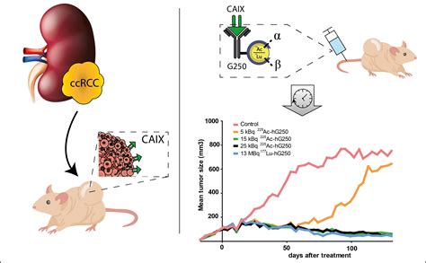 Pharmaceuticals Free Full Text Carbonic Anhydrase Ix Targeted α