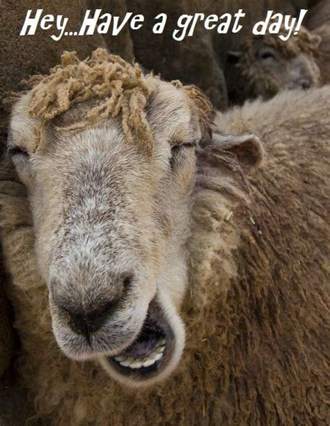 Good Morning Funny Sheep Goats Smiling Animals