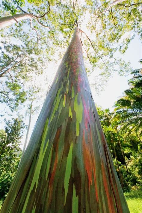Rainbow Eucalyptus Tree Most Colorful Trees