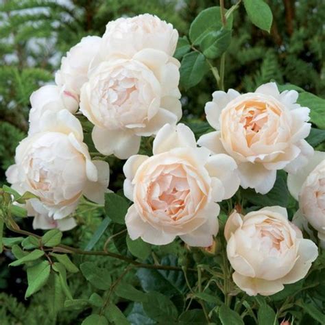 Buy Rose Plants Online At Wholesale Price From Nationbloom