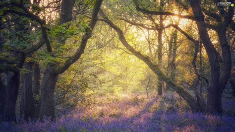 Viewes Forest Morning Trees Spring Flowers Fog For Phone