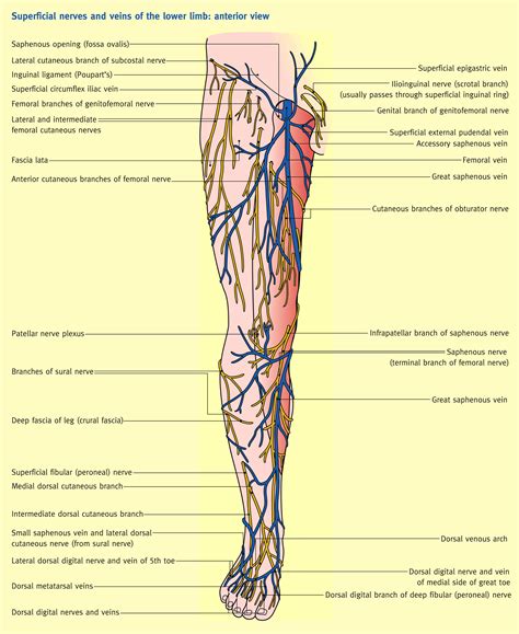 The Femoral Triangle And Superficial Veins Of The Leg Anaesthesia