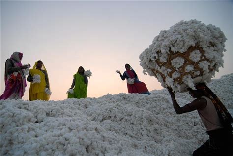 Cotton Production Puts In Peril The Lives Of Millions