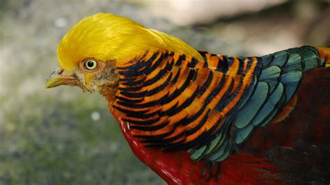 Golden Pheasant Bird Nature Free Photo On Pixabay Pixabay