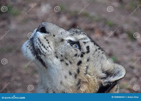 Close Up Side Portrait Of Snow Leopard Stock Photo Image Of Summer