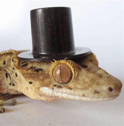 20 Pictures Of Animals In Hats To Brighten Up Your Day