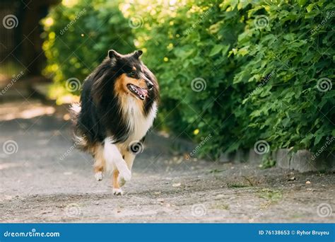 Running On Summer Road Tricolor Scottish Rough Long Haired English