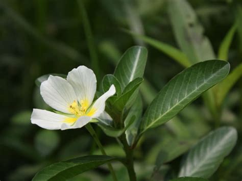 Ludwigia Adscendens Water Primrose World Of Flowering Plants