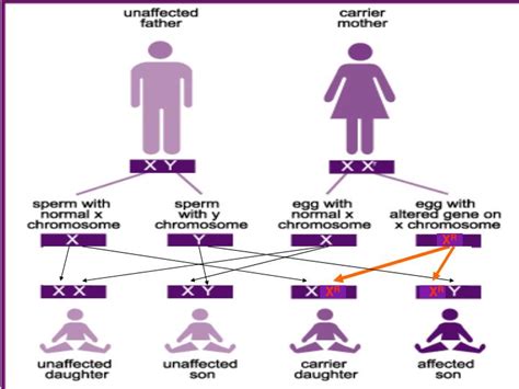 Can A Recessive Trait Be On The Y Chromosome X Linked Patient