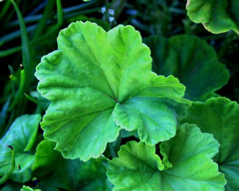 Green Leaves Of Geranium Free Stock Photo Public Domain Pictures