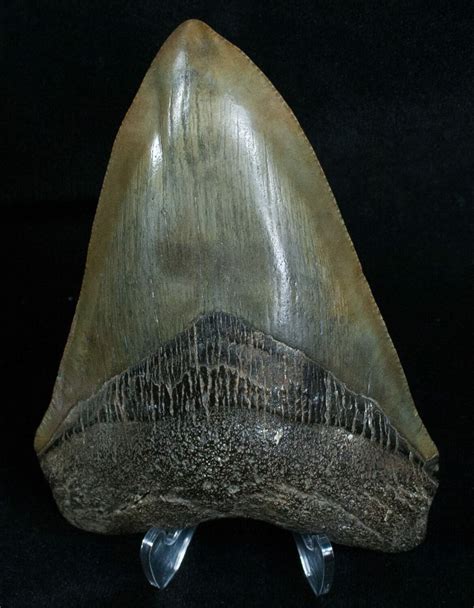 414 Megalodon Tooth From Georgia River Find 6071 For Sale