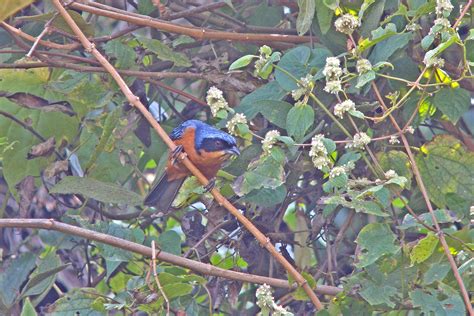 Peru Birding Tours Bird Watching In Peru Birdquest