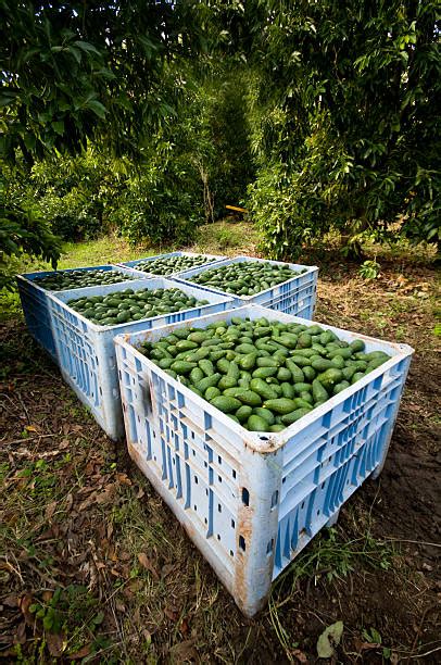Avocado Orchard Stock Photos Pictures And Royalty Free Images Istock