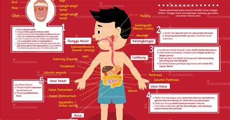 3.6 mendeskripsikan sistem pencernaan serta keterkaitannya dengan 1.1.1. Fungsi Sistem Pencernaan Pada Manusia - Biologi Edukasi ...