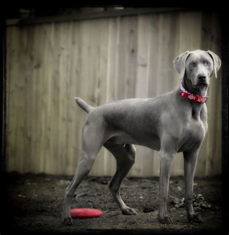 Grey Dog Photography In Red