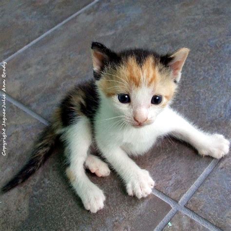 Julie Ann Brady Blog On Adopt A Kitten In Jacksonville Florida