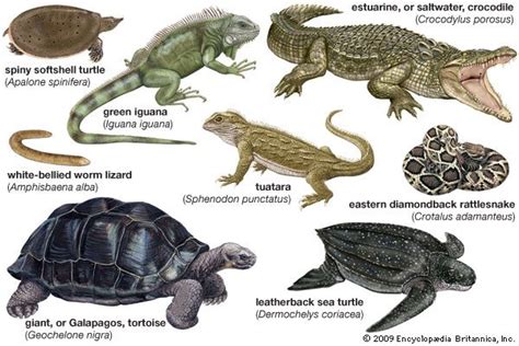 ¿cuáles Son Los 10 Tipos Existentes De Reptiles El Misterio De