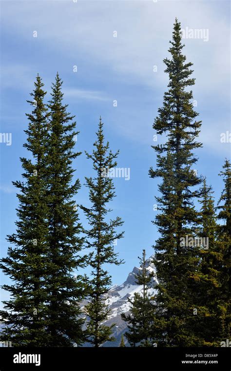 Lodgepole Pine Trees Pinus Contorta Banff National Park Alberta