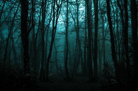 Royalty Free Dark Forest Pictures Images And Stock Photos Istock