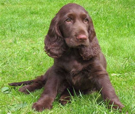 ResearchBreeder.com - Find Field Spaniel Puppies for Sale ...