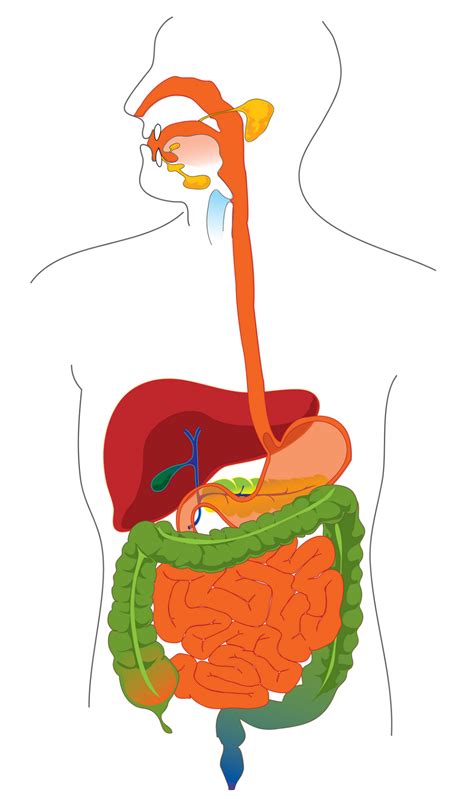 Diagram of the Digestive System