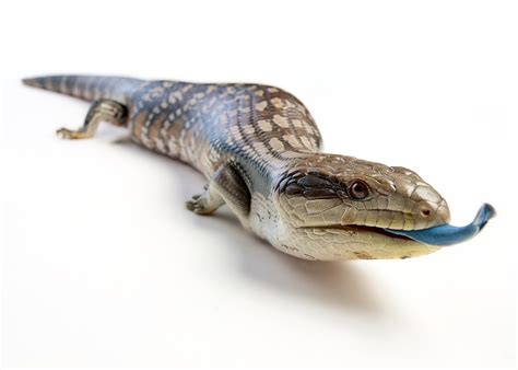 As pets, blue tongue skinks can enjoy a big variety of foods, such as live bugs, meat, veggies, greens, dog or cat food, fruits and plants. Blue Tongue Skink - Care Guide & Price - Petsoid