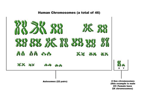Difference Between Autosomes And Sex Chromosomes Compare The Difference Between Similar Terms