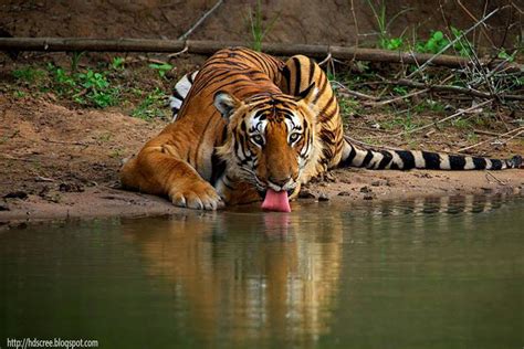 Hd Wallpaper Of Tiger Drinking Water Hd Wallpaper Hd