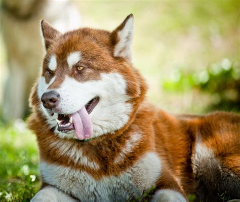 We did not find results for: Pictures Of Huskies - An Amazing Gallery of Siberian And Alaskan Dogs And Pups