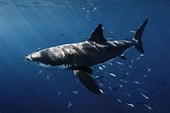An insight about baby Great White Sharks - Nautilus Adventures