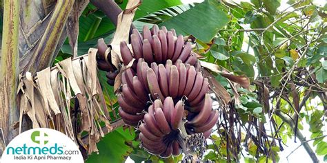 Red Banana Nutritional Profile Health Benefits Tasty Recipes And