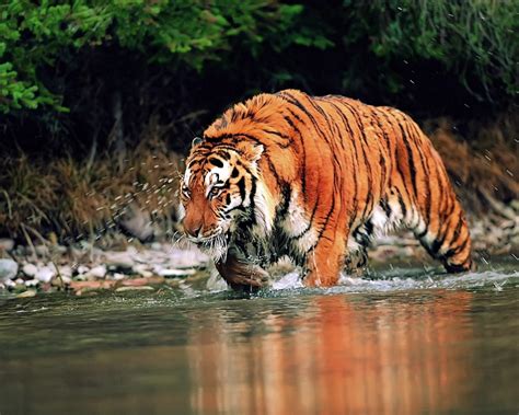 Download Amazing Tiger In Jungle Hd Desktop Wallpapers Free Hd Wallpapers