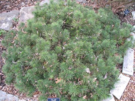 Mugo pine are versatile options. Online Plant Guide - Pinus mugo 'Tyrolean' / Tryolean Mugo ...
