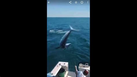 Huge Mako Shark Jumps On Board Of Fishing Boat Off Of The Coast Of